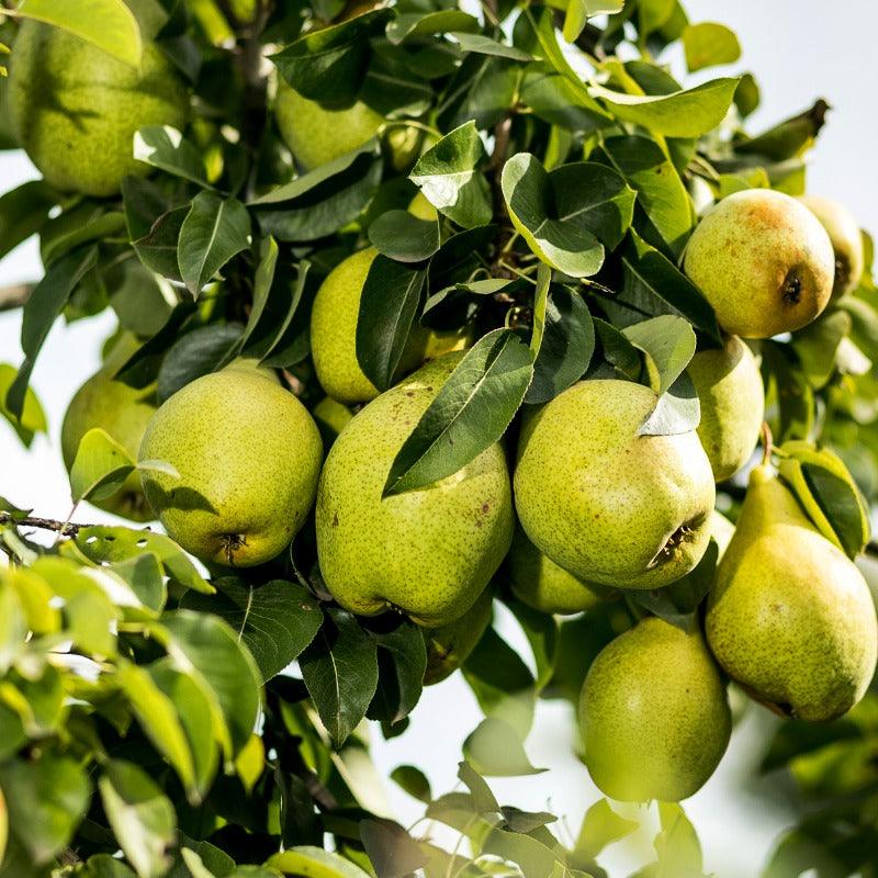 Kieffer Pear Tree