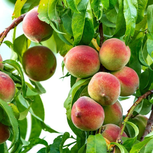 Silver Logan White Peach Tree
