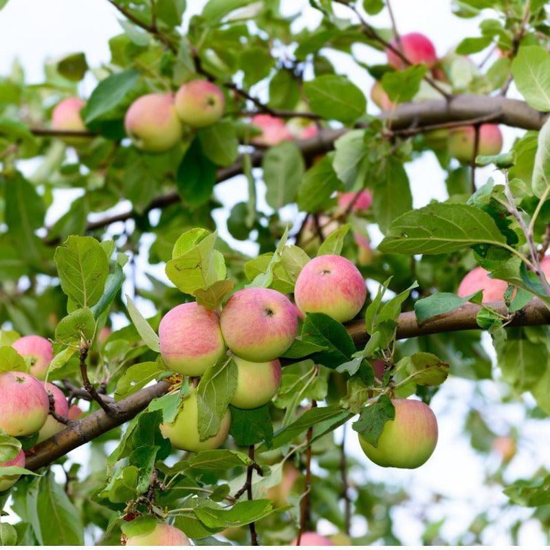Old School Apple Tree