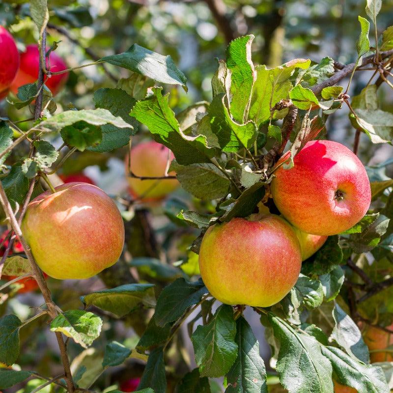 Reinette Franche Apple Tree