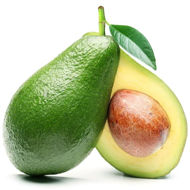 Holiday Avocado Tree (Potted)