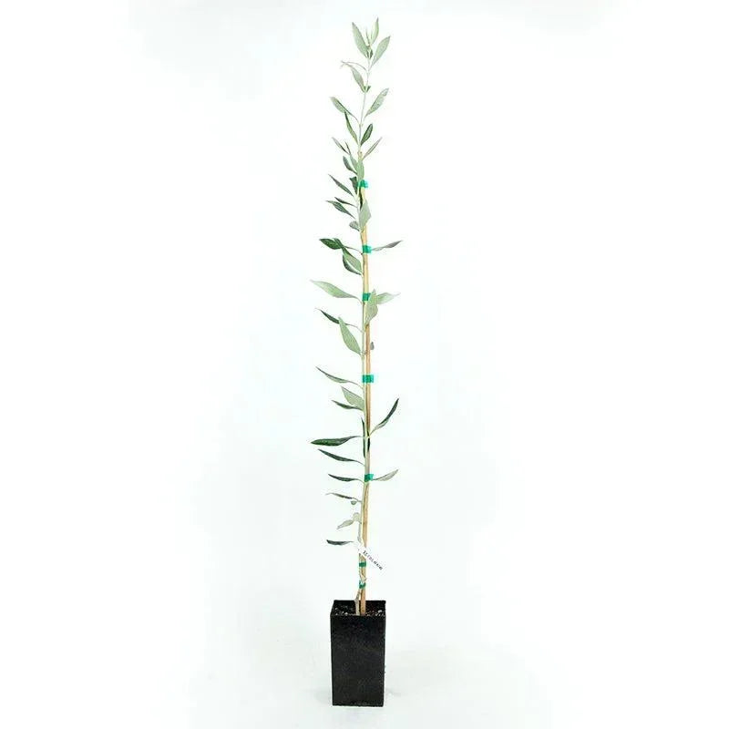 Wilsoni Olive Tree