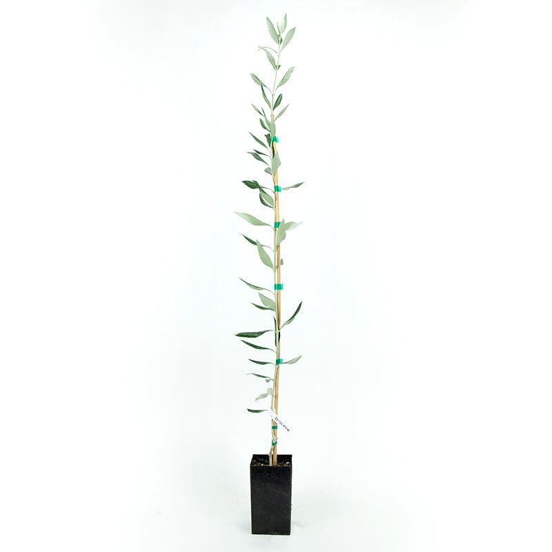 Ascolana Olive Tree