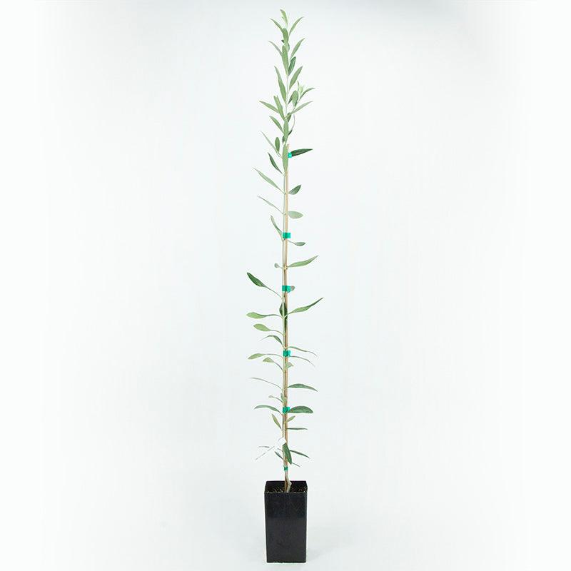 Noccellara Del Belice Olive Tree