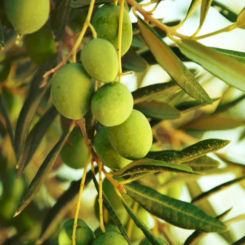 Coratina Olive Tree