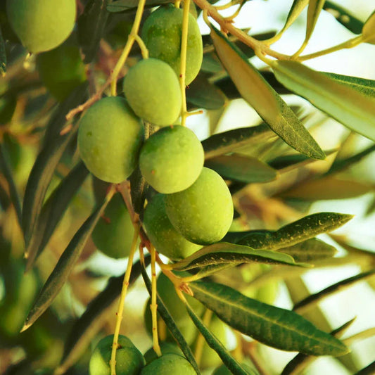 Coratina Olive Tree
