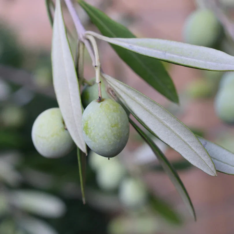 Hojiblanca Olive Tree