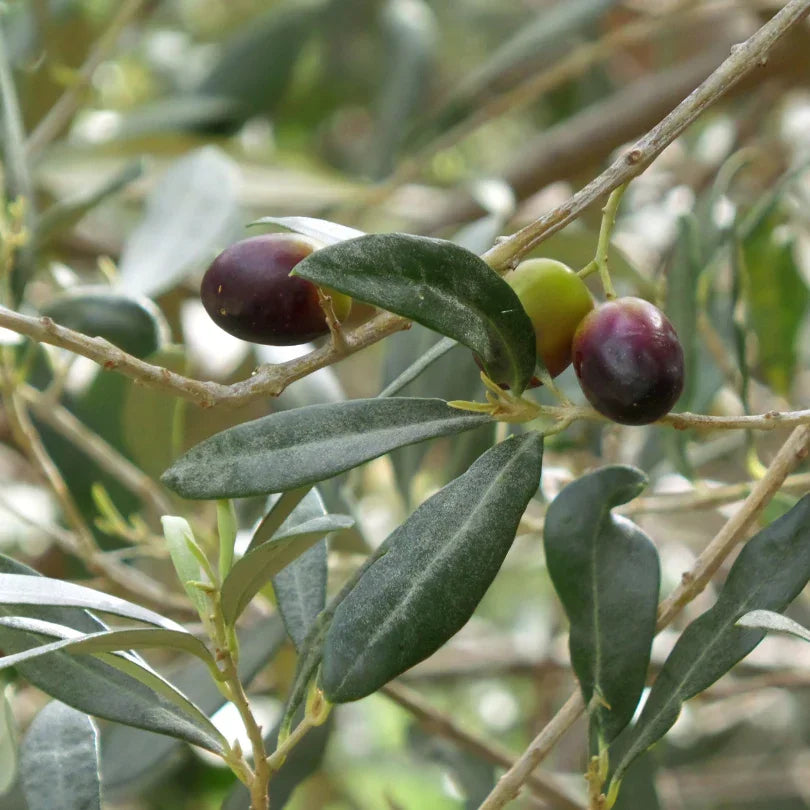 Itrana Olive Tree