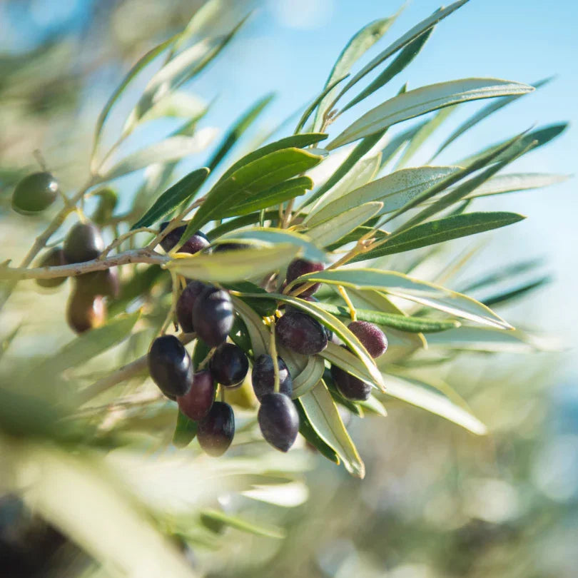 Maurino Olive Tree