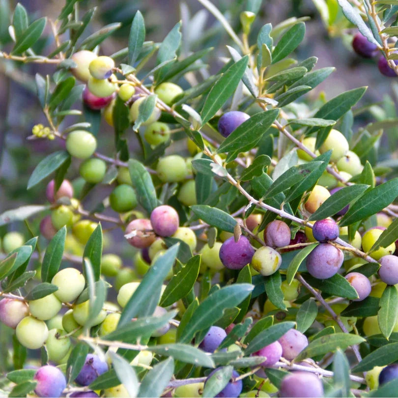 Picual Olive Tree