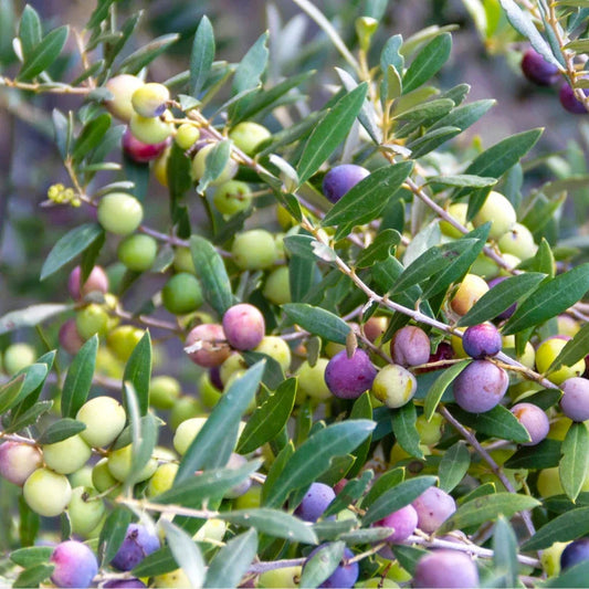 Picual Olive Tree
