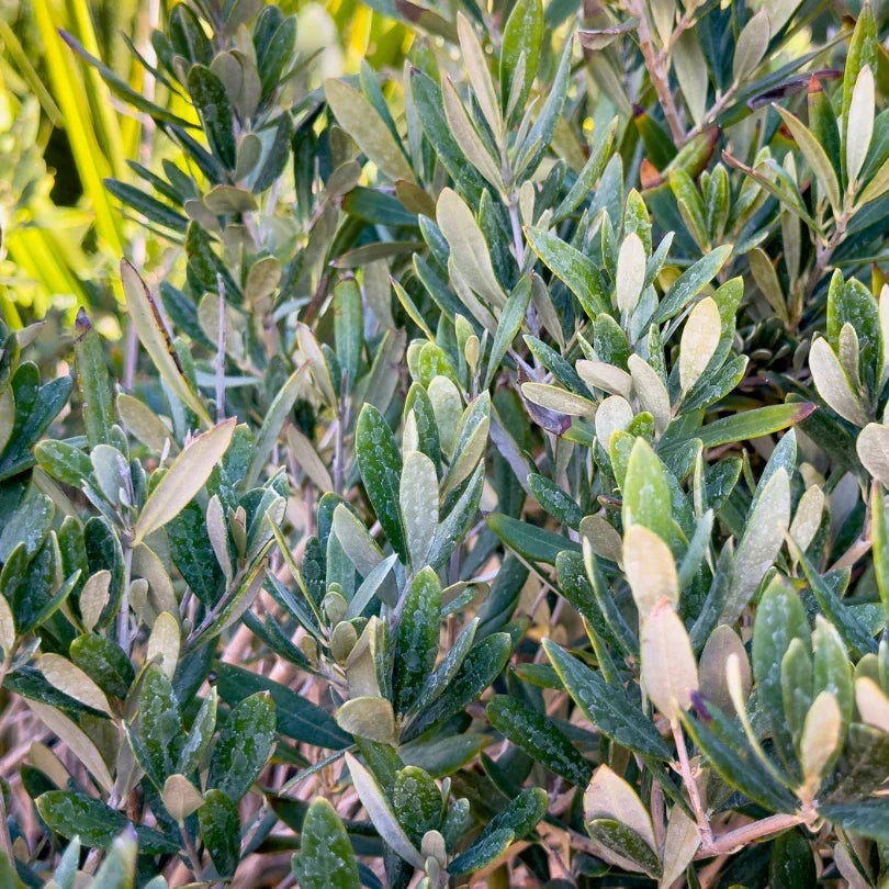Wilsoni Olive Tree