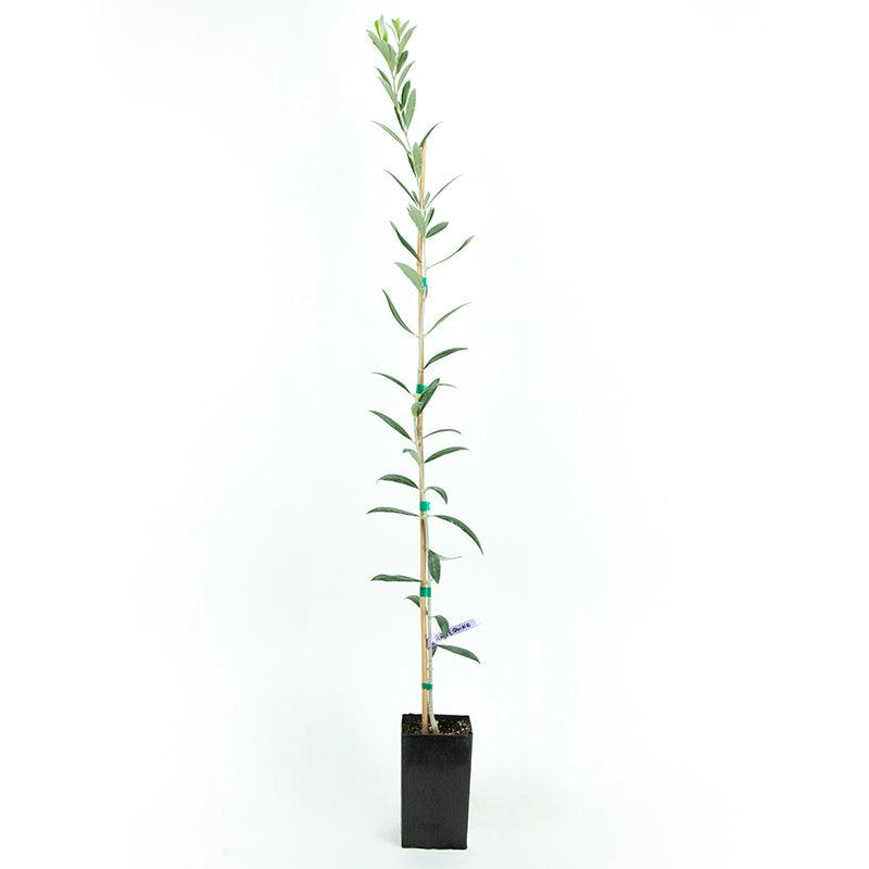 Arbequina Olive Tree