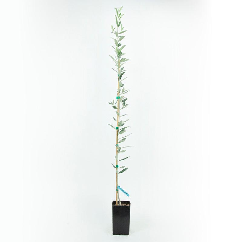 Leccino Olive Tree