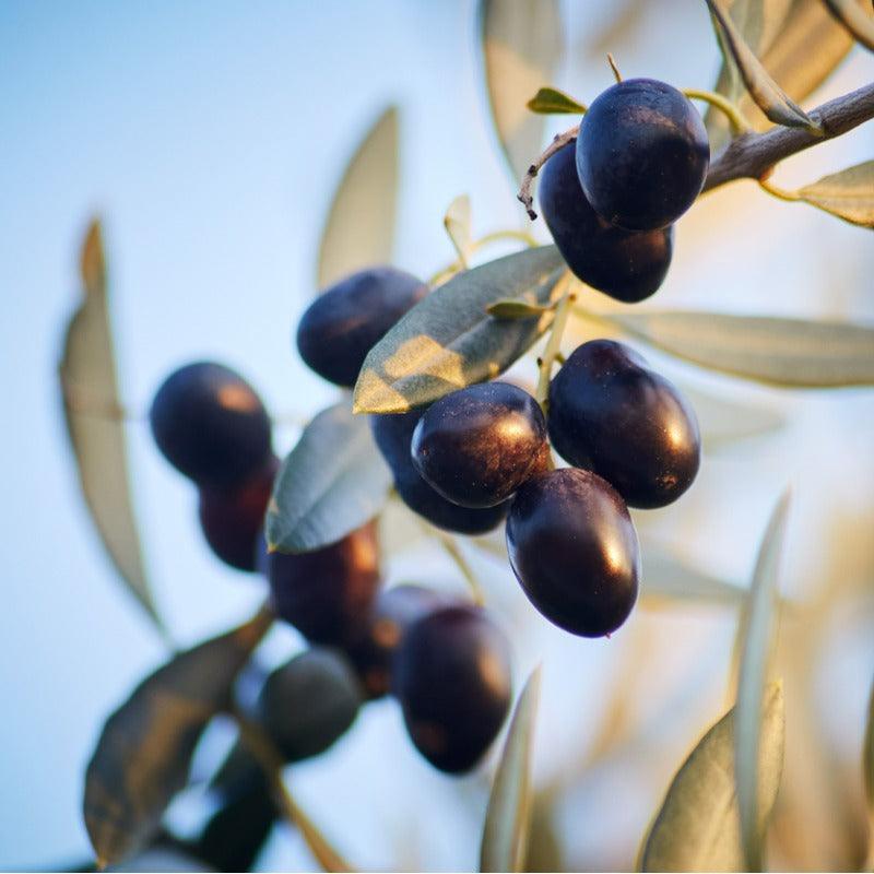 Leccino Olive Tree