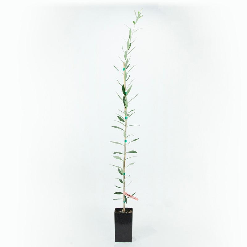 Koroneiki Olive Tree
