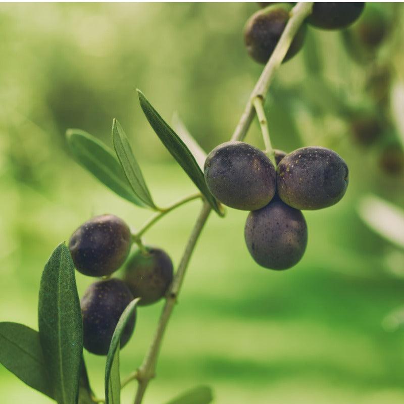Cailletier "Nicoise" Olive Tree