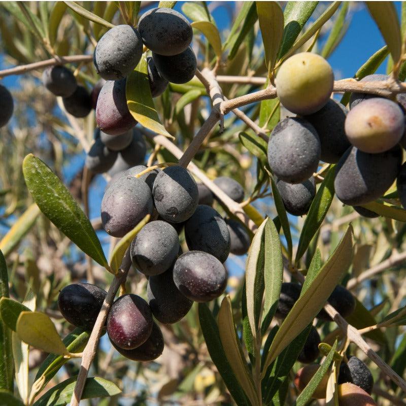 Chemlali Olive Tree