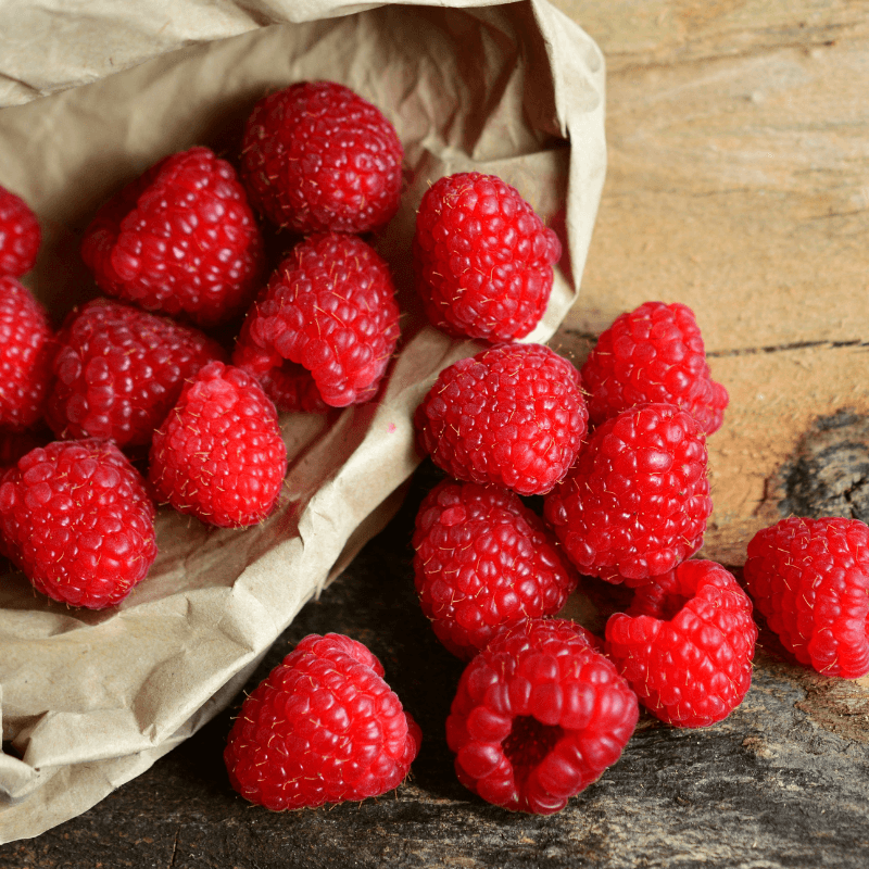Potted Raspberry - Shortcake