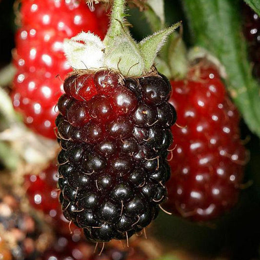 Boysenberry - Thornless