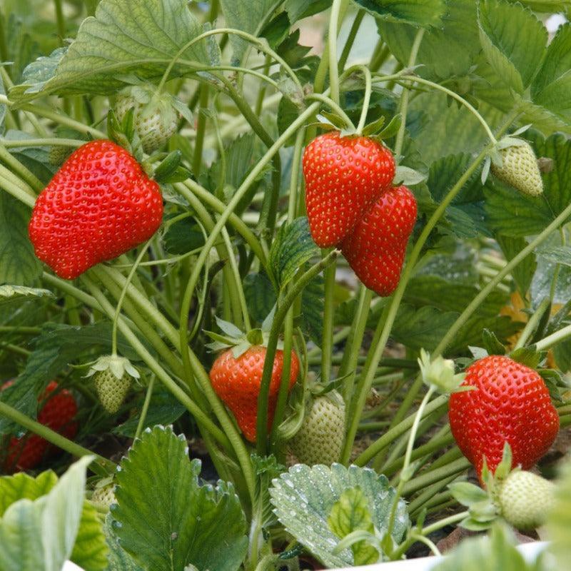 Allstar Strawberry Plants