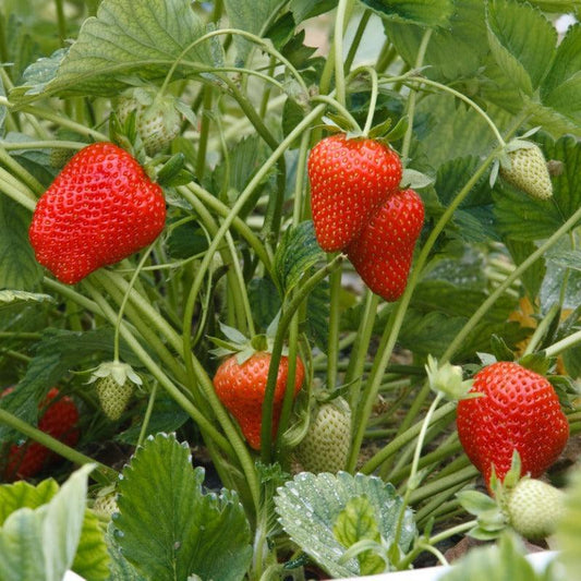 Allstar Strawberry Plants