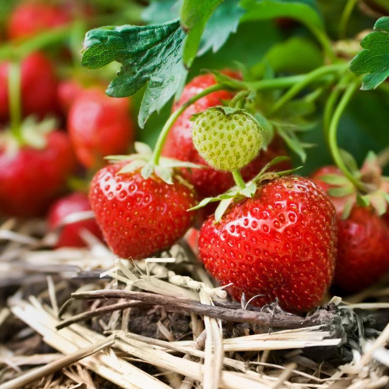 Organic Chandler Strawberry Plants