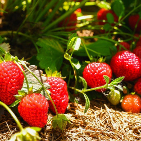 Eversweet Strawberry Plants