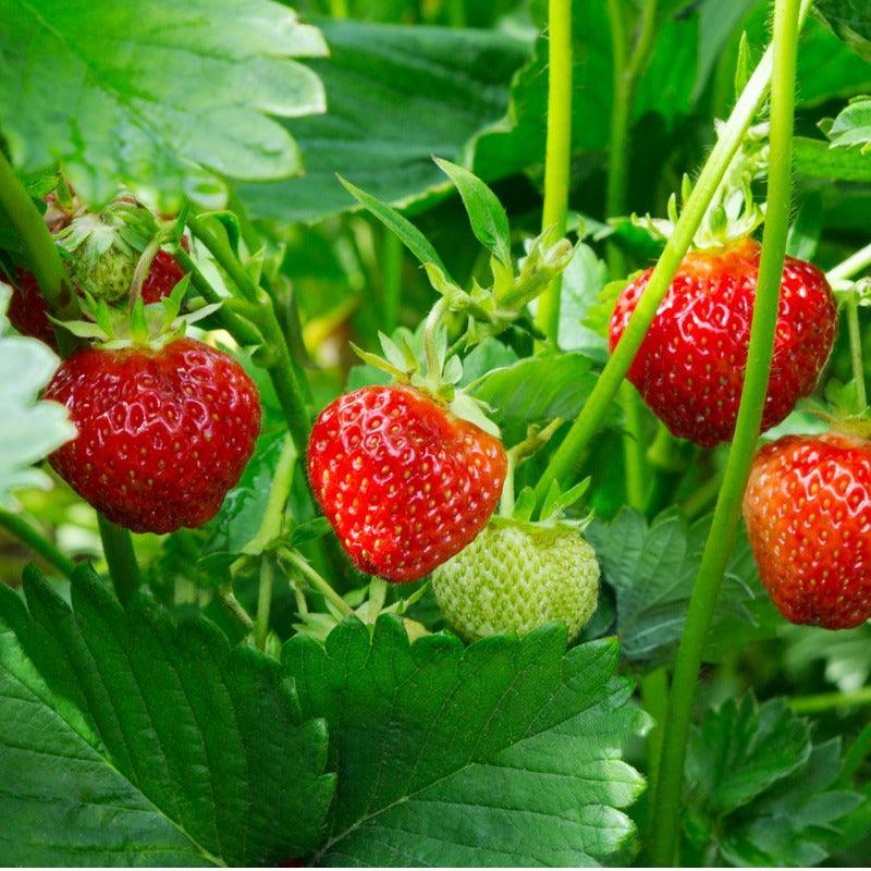Fort Laramie Strawberry Plants
