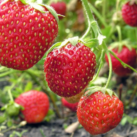 Ozark Beauty Strawberry Plants