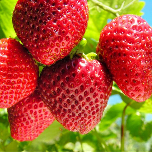 Quinault Strawberry Plants