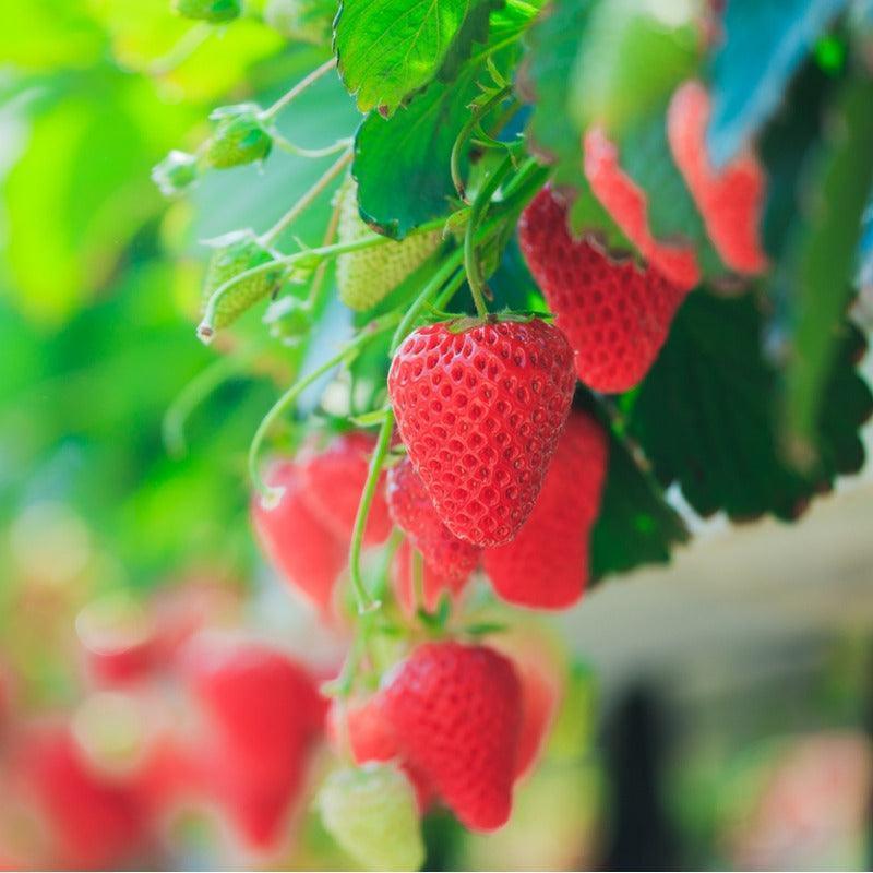 Organic Seascape Strawberry Plants