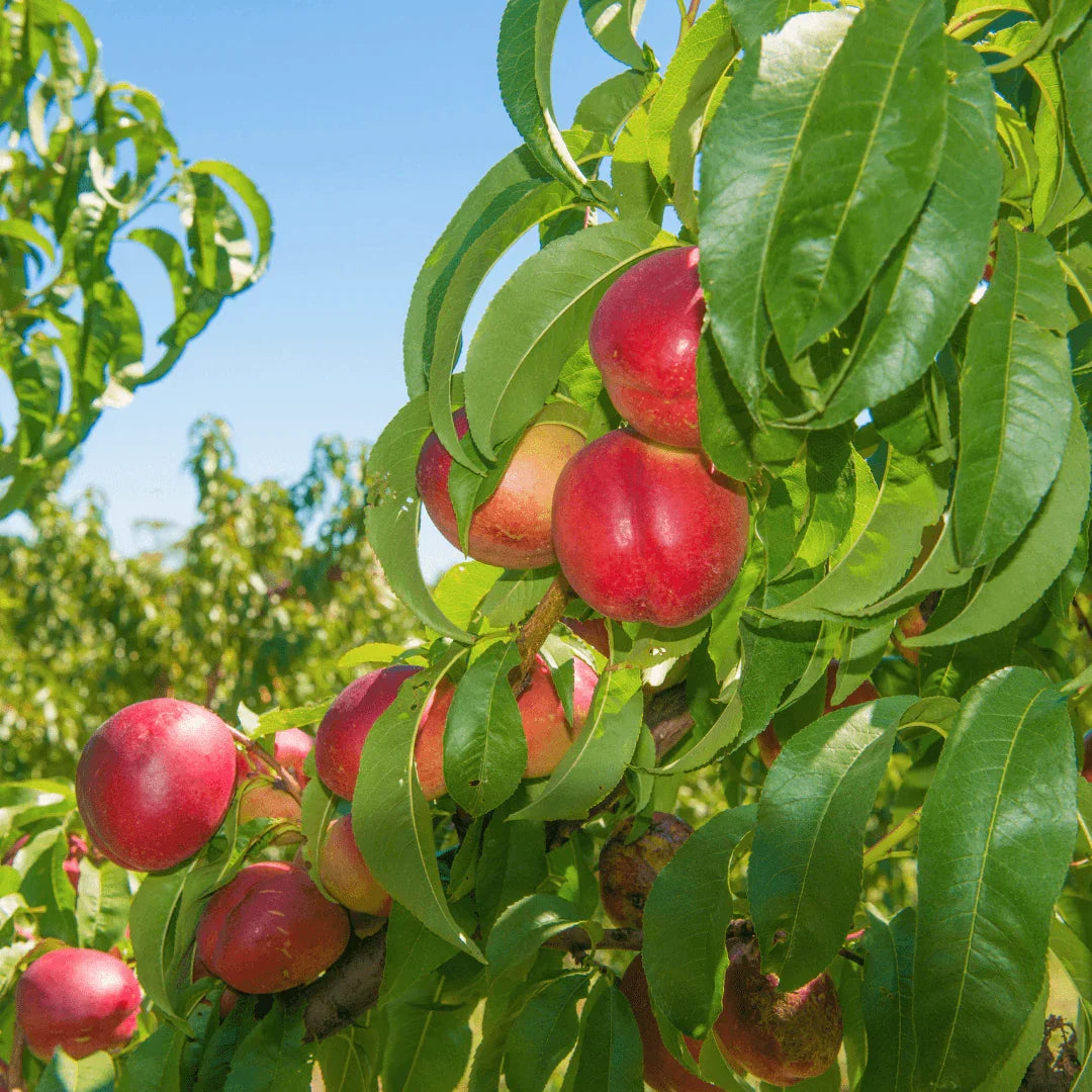 Fantasia Nectarine Tree