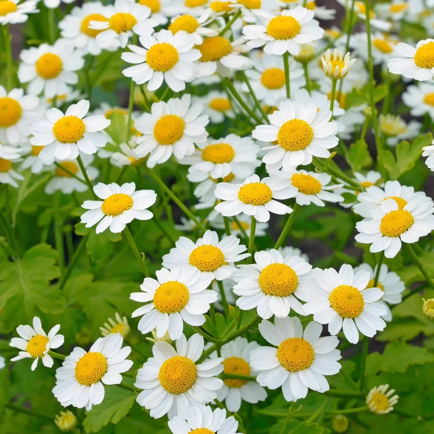 Tea Garden Seeds Mix (Organic)