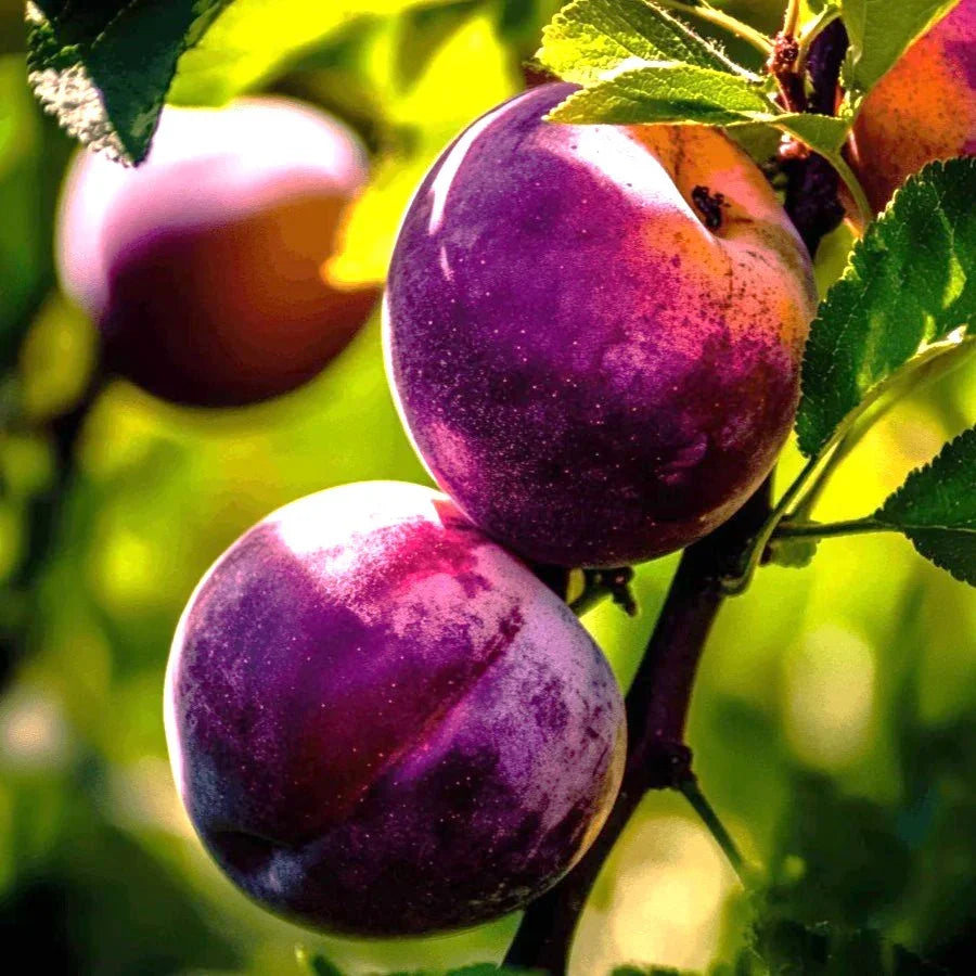"Constant Harvest" Pluot 3 on 1 Multi Grafted Fruit Tree