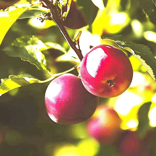 Flavor King Pluot Tree