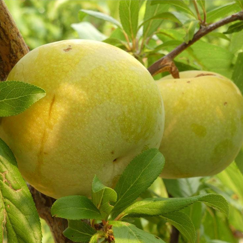 "Constant Harvest" Pluot 3 on 1 Multi Grafted Fruit Tree