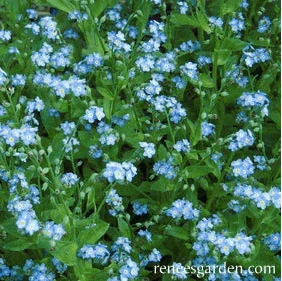 Forget-Me-Not Azure Bluebirds