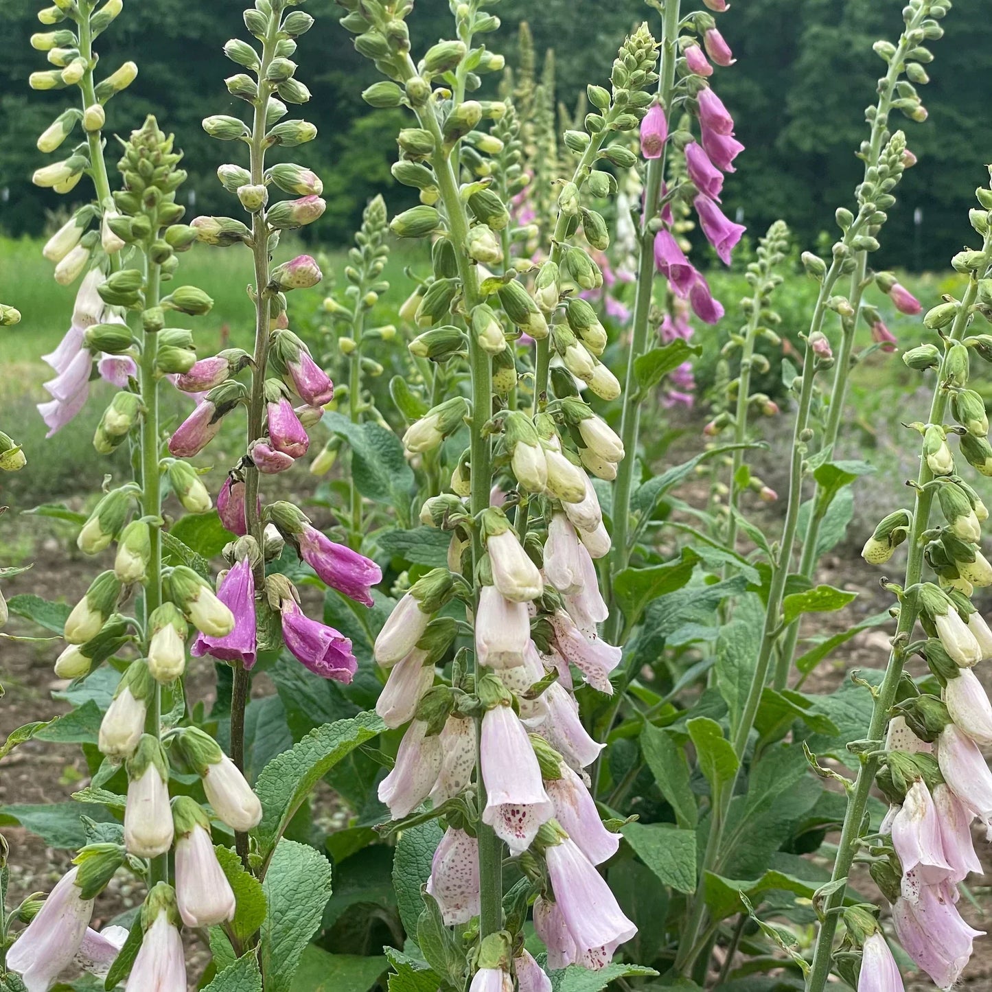Cottage Garden Seeds Mix