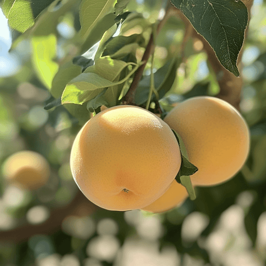 Frost Peach Tree