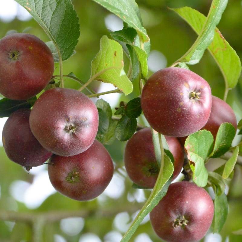 Arkansas Black Spur Apple Tree