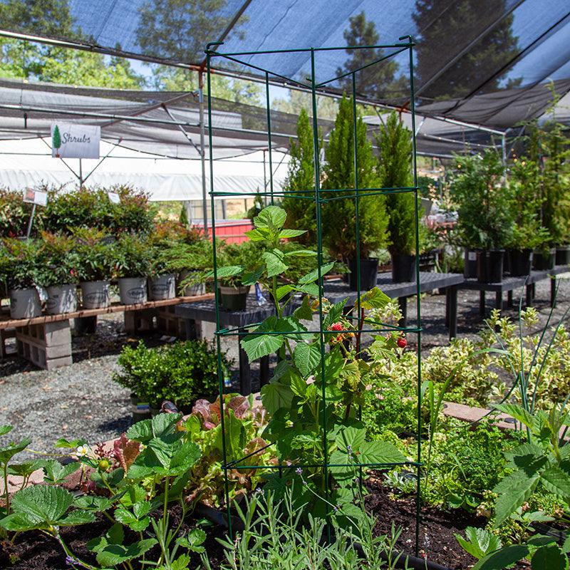 Triangle Folding Tomato Cage