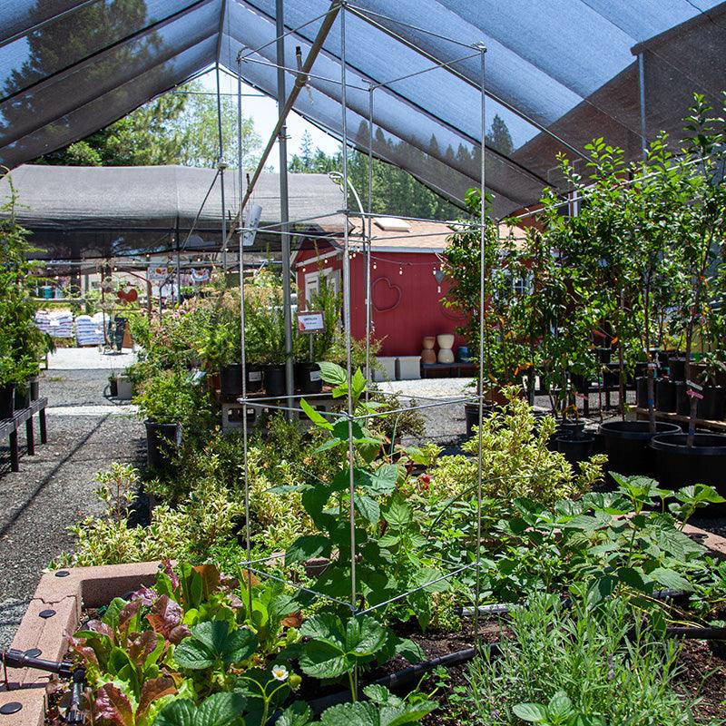 Square Folding Tomato Cage