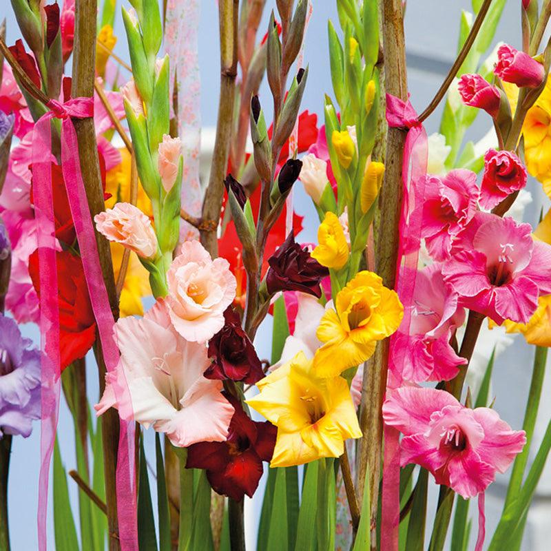 Gladiolus Large Flowering Blend (Pack of 30)