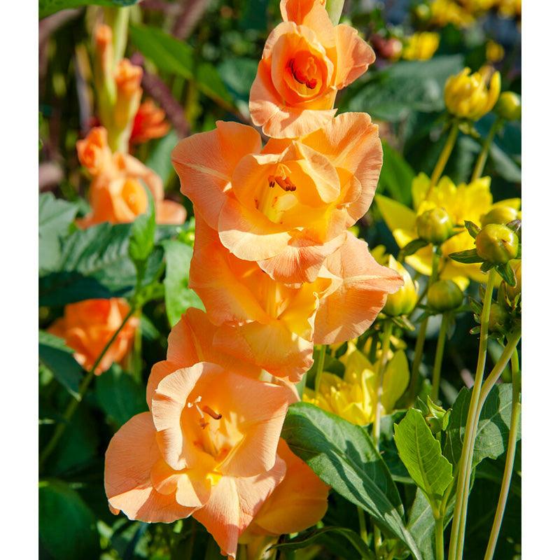 Gladiolus Large Flowering Olympic Flame (Pack of 10)