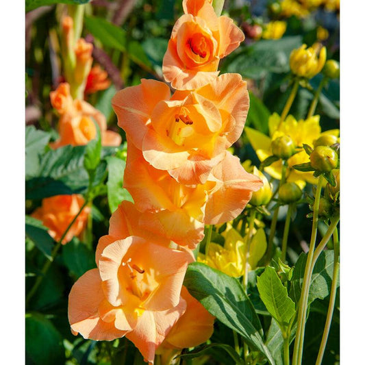 Gladiolus Large Flowering Olympic Flame (Pack of 10)