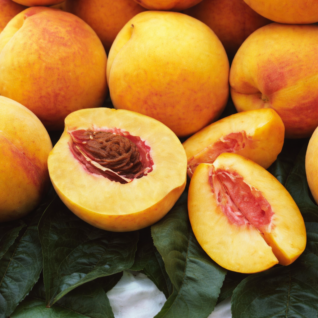 Cold Hardy Peaches, 3 on 1 Multiple Grafted Fruit Tree