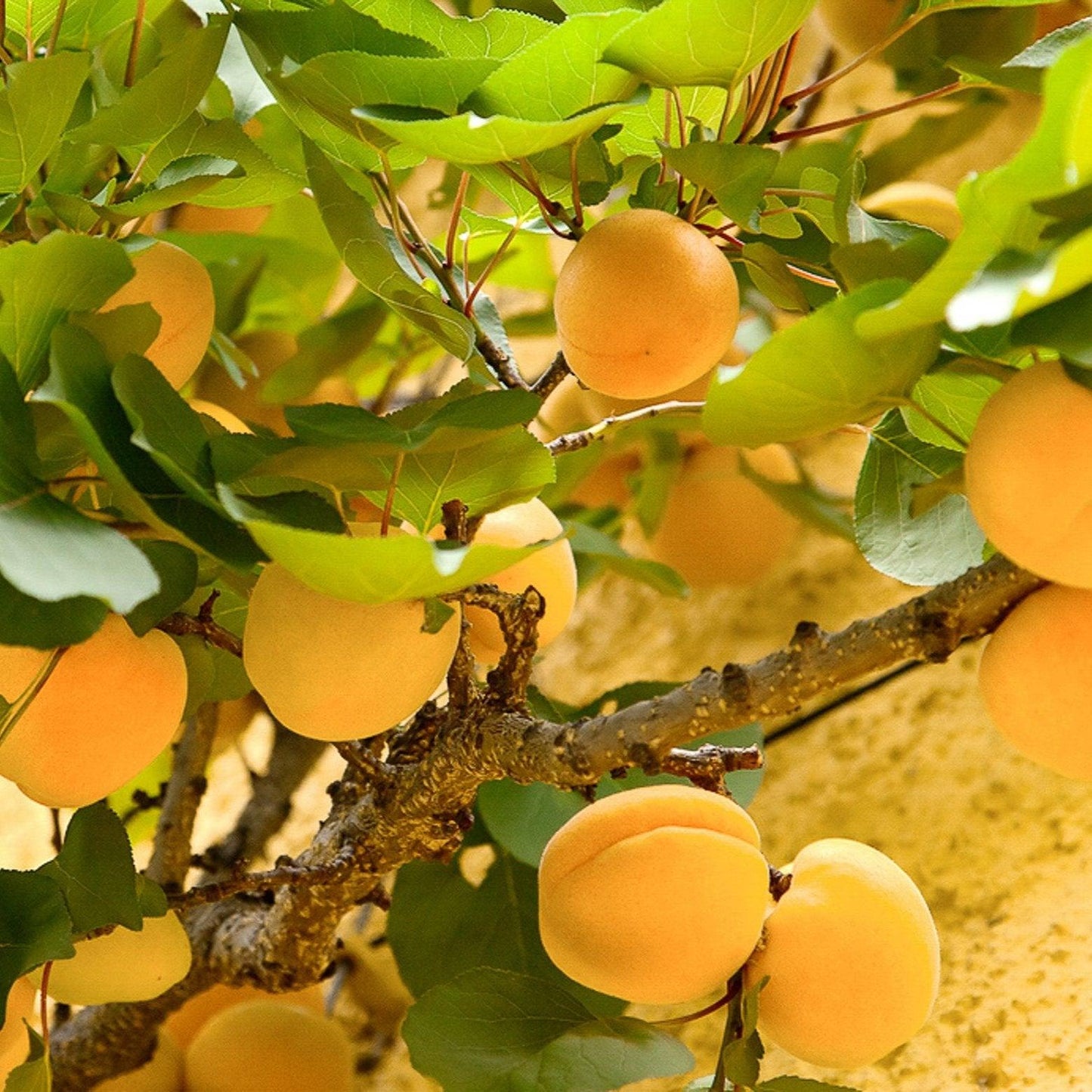 Gold Kist Apricot Tree