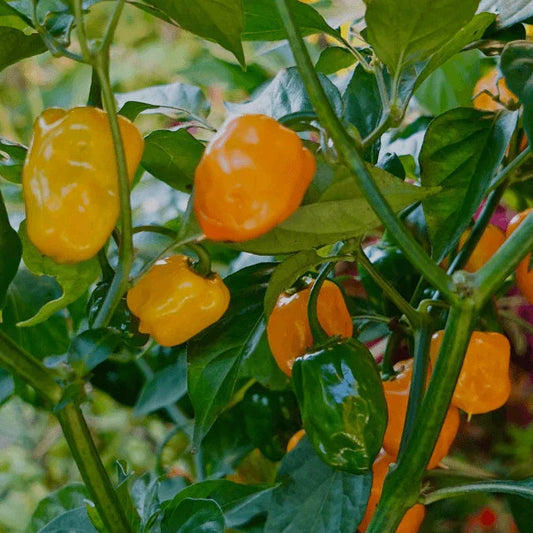 Habanero Orange Chili Pepper Seeds
