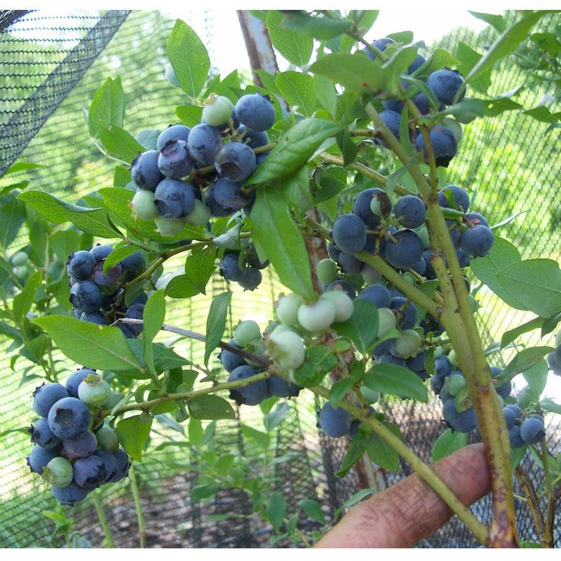 Organic Blueberry Hannah's Choice (Ea)